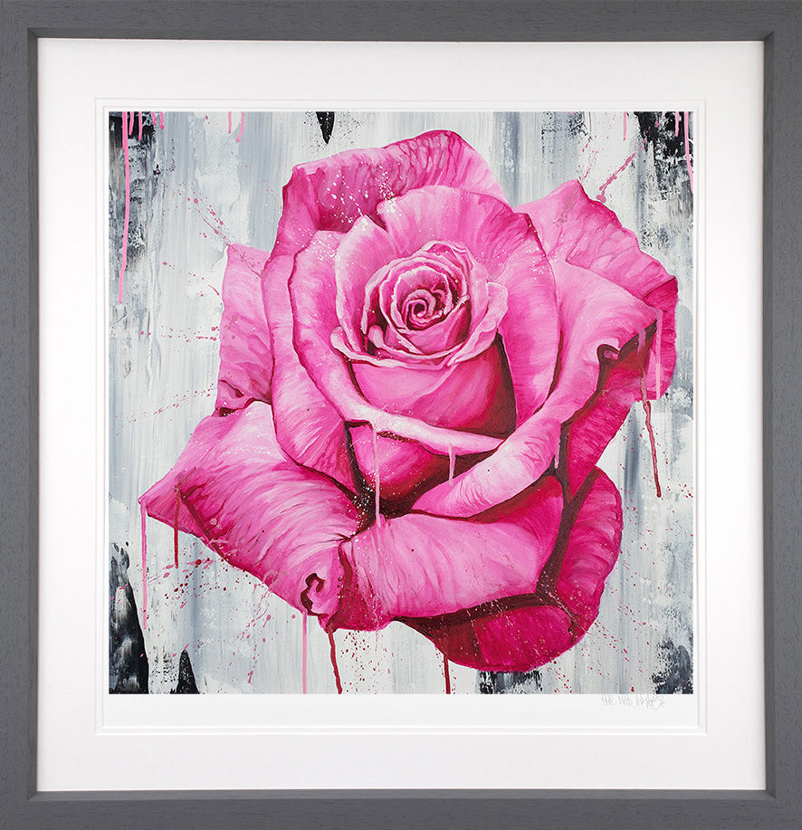 A Magenta Rose